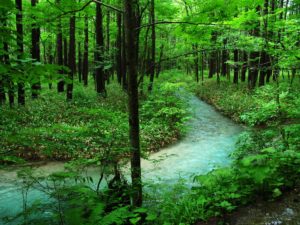 Forest bathing